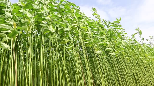 Plant parts as food