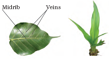 leaf