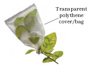 transparent
