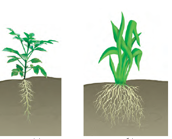 root