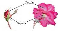 Plant parts as food