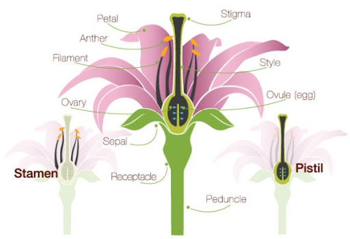 Plant parts as food